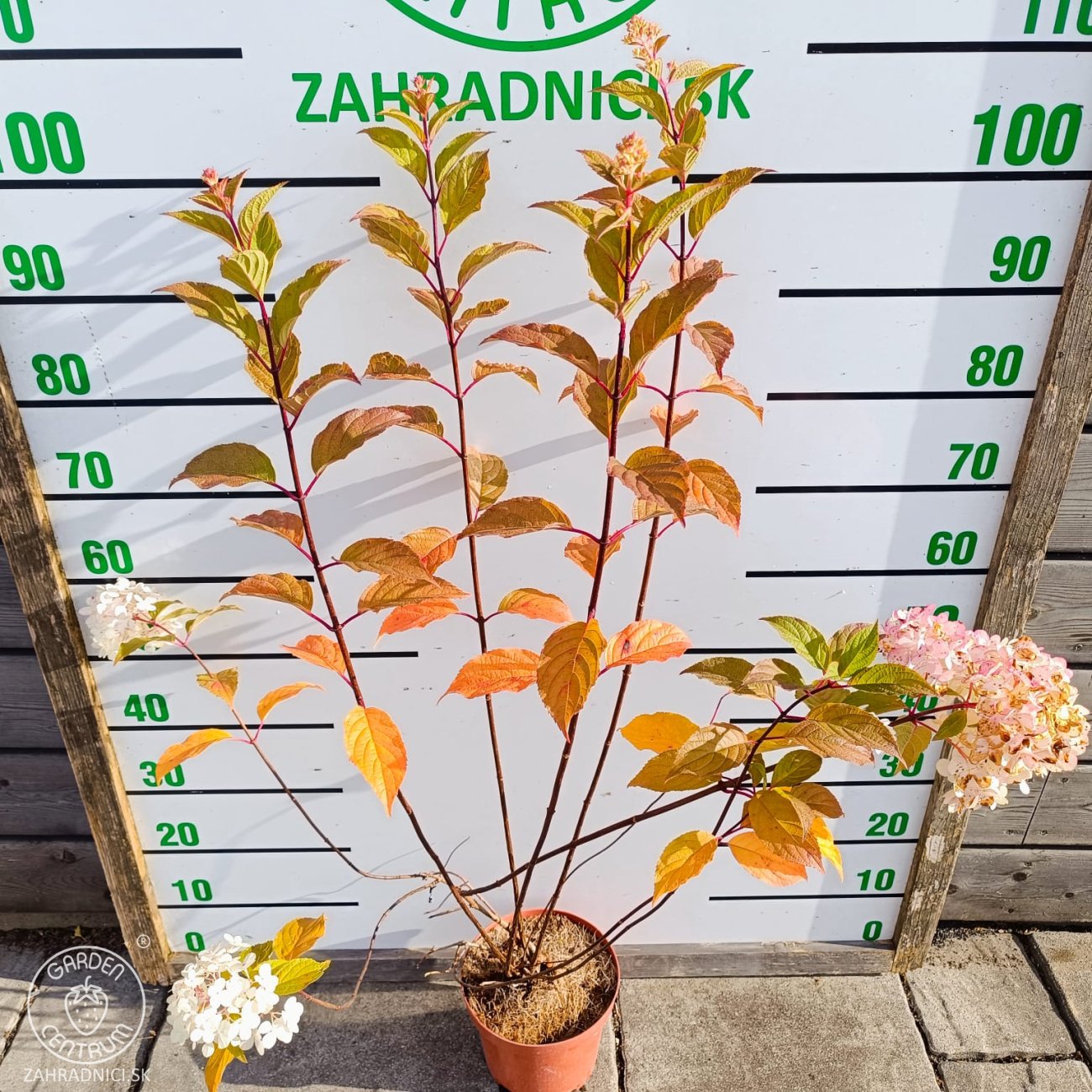 Obrázok Hortenzia metlinatá (Hydrangea paniculata) 'VANILLE FRAISE'® – výška 80-110 cm, kont. C3L
