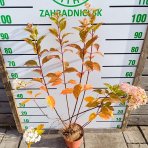 Hortenzia metlinatá (Hydrangea paniculata) 'VANILLE FRAISE'® – výška 80-110 cm, kont. C3L