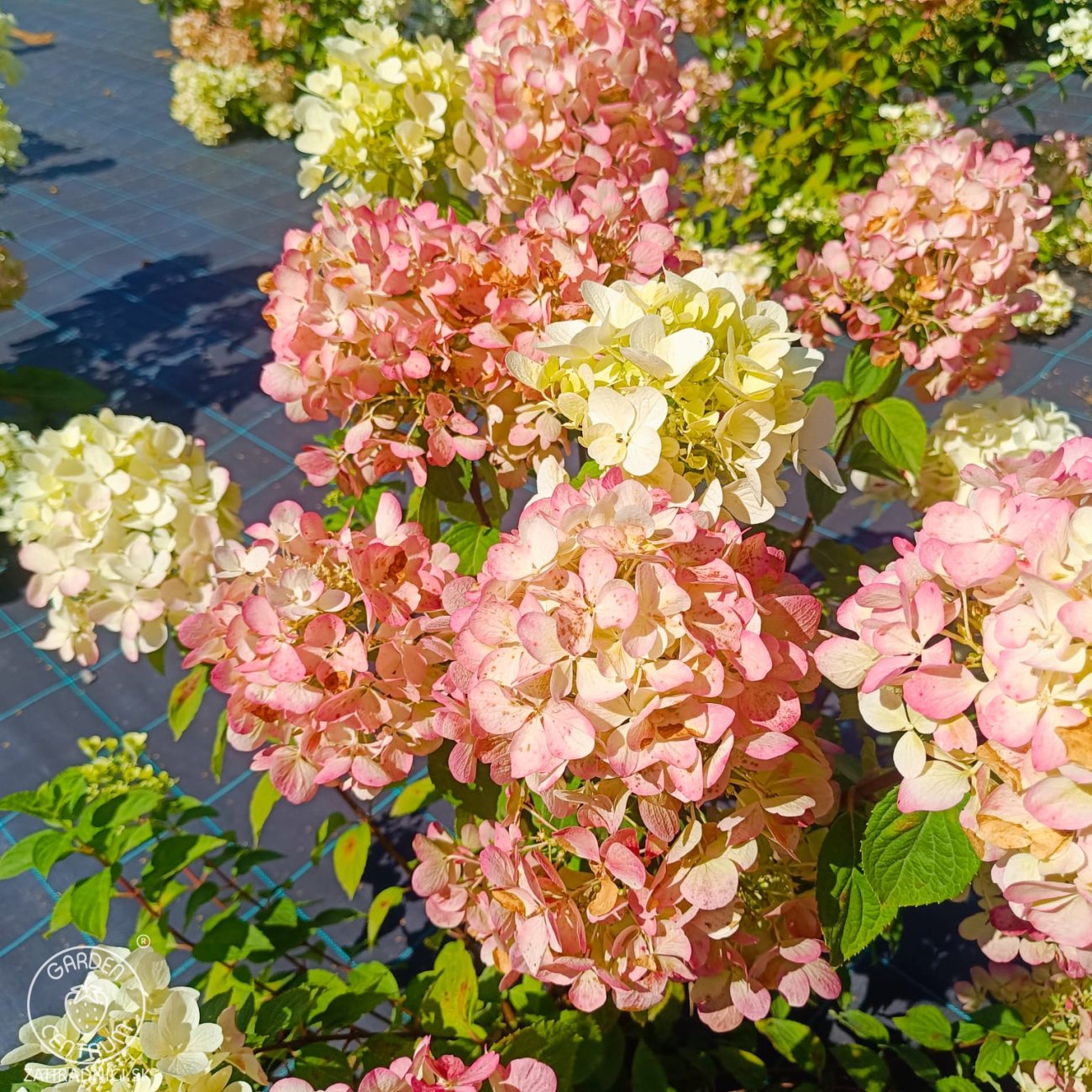 Obrázok Hortenzia metlinatá (Hydrangea paniculata) 'VANILLE FRAISE'® – výška 80-110 cm, kont. C3L