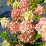 Hortenzia metlinatá (Hydrangea paniculata) 'VANILLE FRAISE'® – výška 80-110 cm, kont. C3L