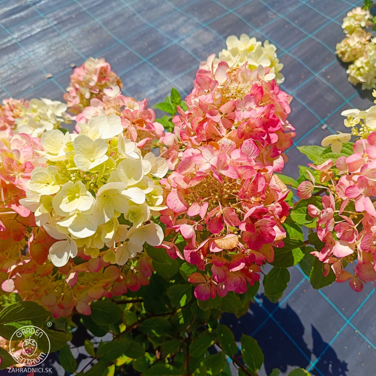 Obrázok Hortenzia metlinatá (Hydrangea paniculata) 'VANILLE FRAISE'® – výška 80-110 cm, kont. C3L