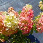 Hortenzia metlinatá (Hydrangea paniculata) 'VANILLE FRAISE'® – výška 80-110 cm, kont. C3L