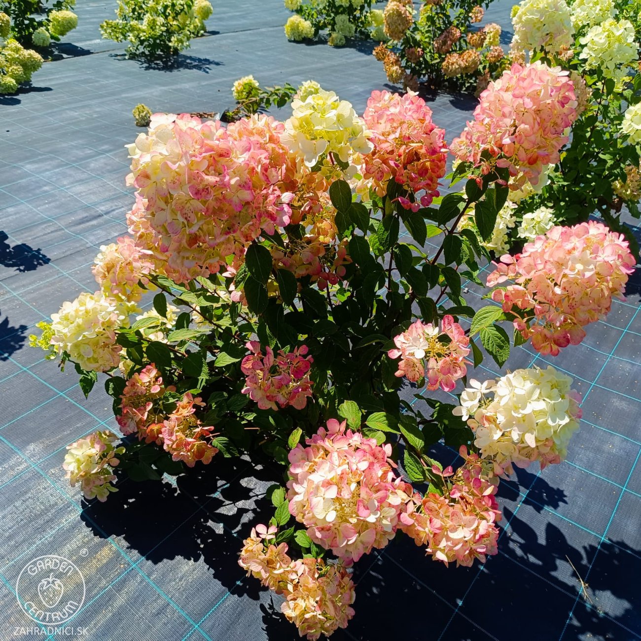 Obrázok Hortenzia metlinatá (Hydrangea paniculata) 'VANILLE FRAISE'® – výška 80-110 cm, kont. C3L