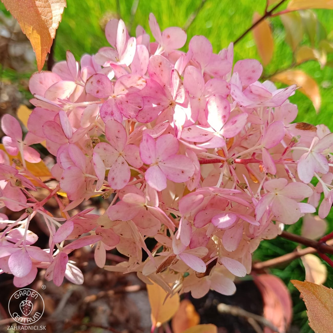 Obrázok Hortenzia metlinatá (Hydrangea paniculata) 'VANILLE FRAISE'® – výška 80-110 cm, kont. C3L