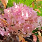 Hortenzia metlinatá (Hydrangea paniculata) 'VANILLE FRAISE'® – výška 80-110 cm, kont. C3L