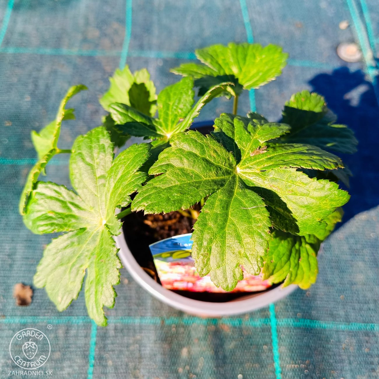 Obrázok Jarmanka väčšia (Astrantia major) ‘LARS’ – výška 10-20 CM, kont. C2L