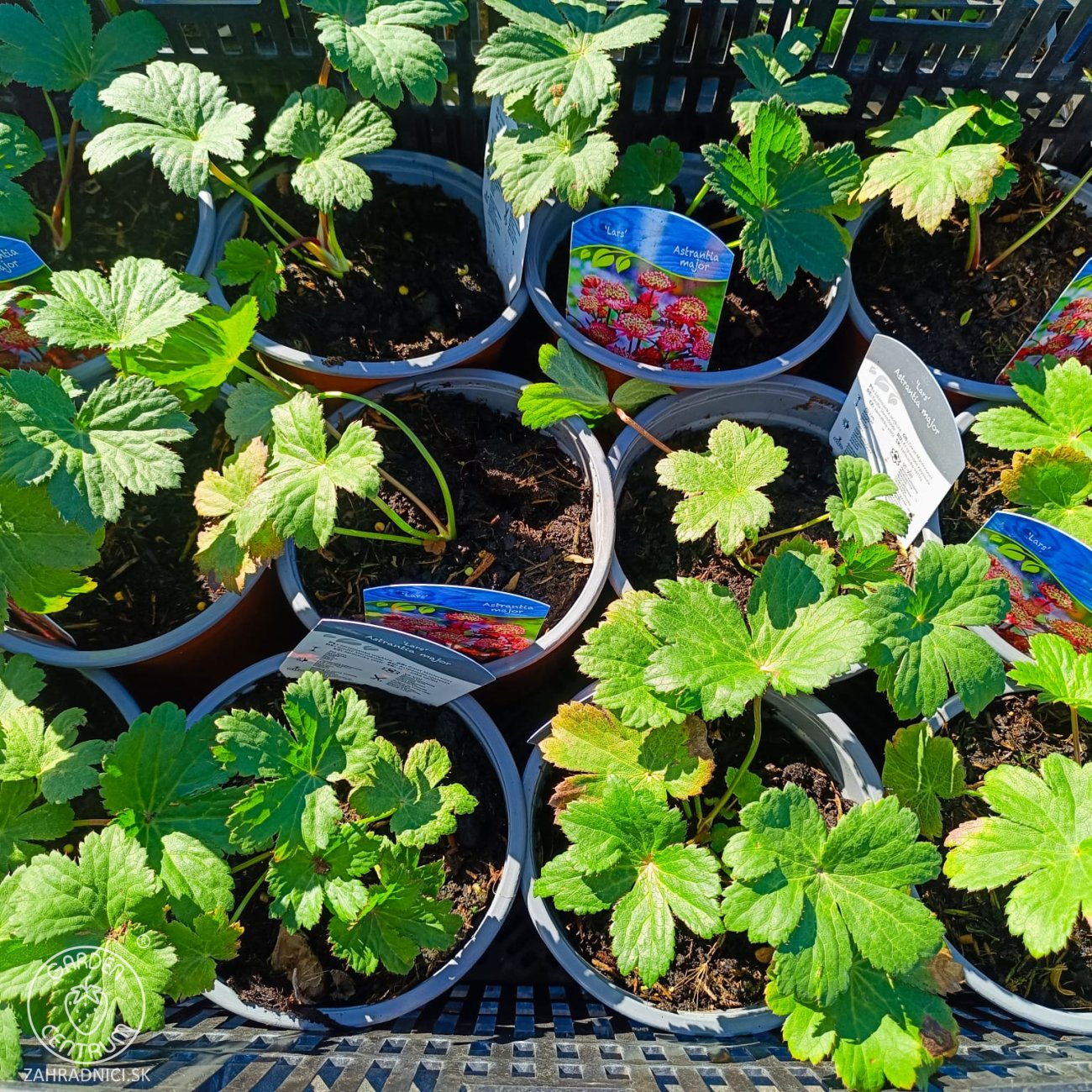 Obrázok Jarmanka väčšia (Astrantia major) ‘LARS’ – výška 10-20 CM, kont. C2L