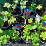 Jarmanka väčšia (Astrantia major) ‘LARS’ – výška 10-20 CM, kont. C2L