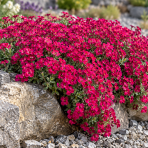 Tarička hybridná (Aubrieta × cultorum) ´CASCADE RED´ – kont. P9