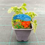 Kuklík šarlátový (Geum coccineum) ´BORIS´ – kont. P9