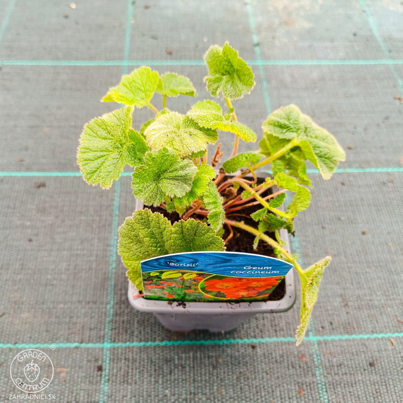 Obrázok Kuklík šarlátový (Geum coccineum) ´BORIS´ – kont. P9