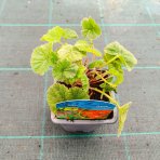 Kuklík šarlátový (Geum coccineum) ´BORIS´ – kont. P9