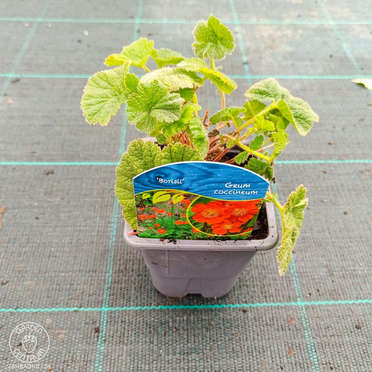 Obrázok Kuklík šarlátový (Geum coccineum) ´BORIS´ – kont. P9