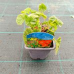 Kuklík šarlátový (Geum coccineum) ´BORIS´ – kont. P9
