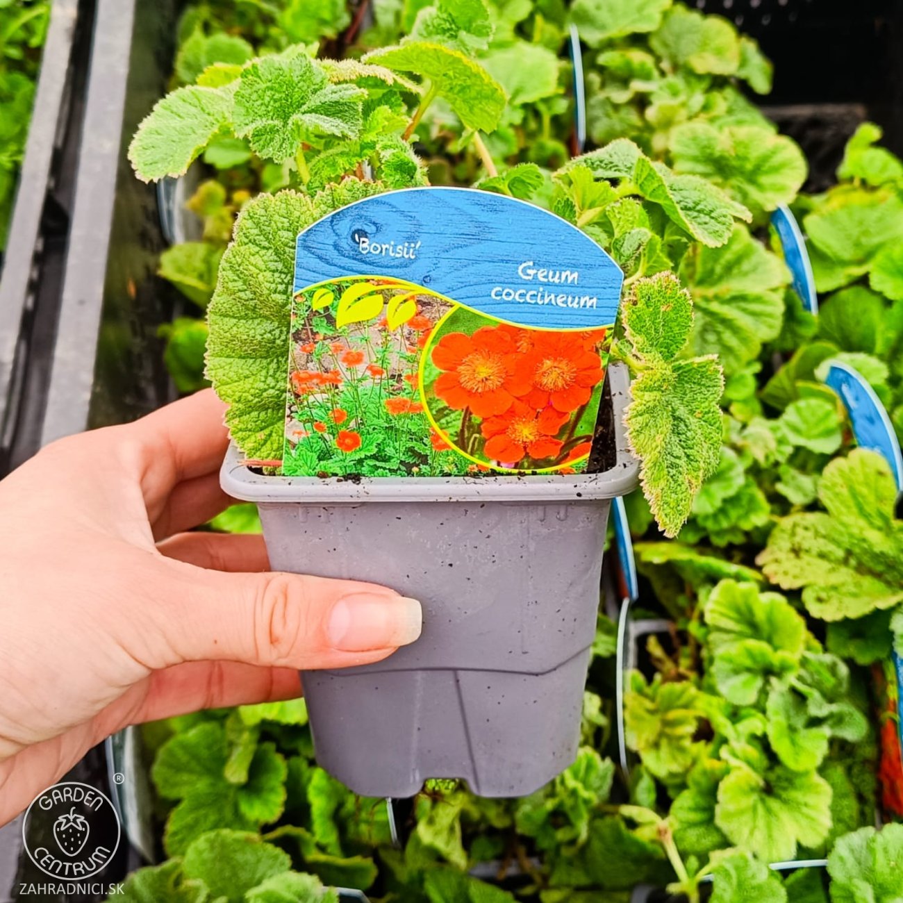 Obrázok Kuklík šarlátový (Geum coccineum) ´BORIS´ – kont. P9