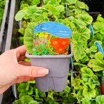 Kuklík šarlátový (Geum coccineum) ´BORIS´ – kont. P9