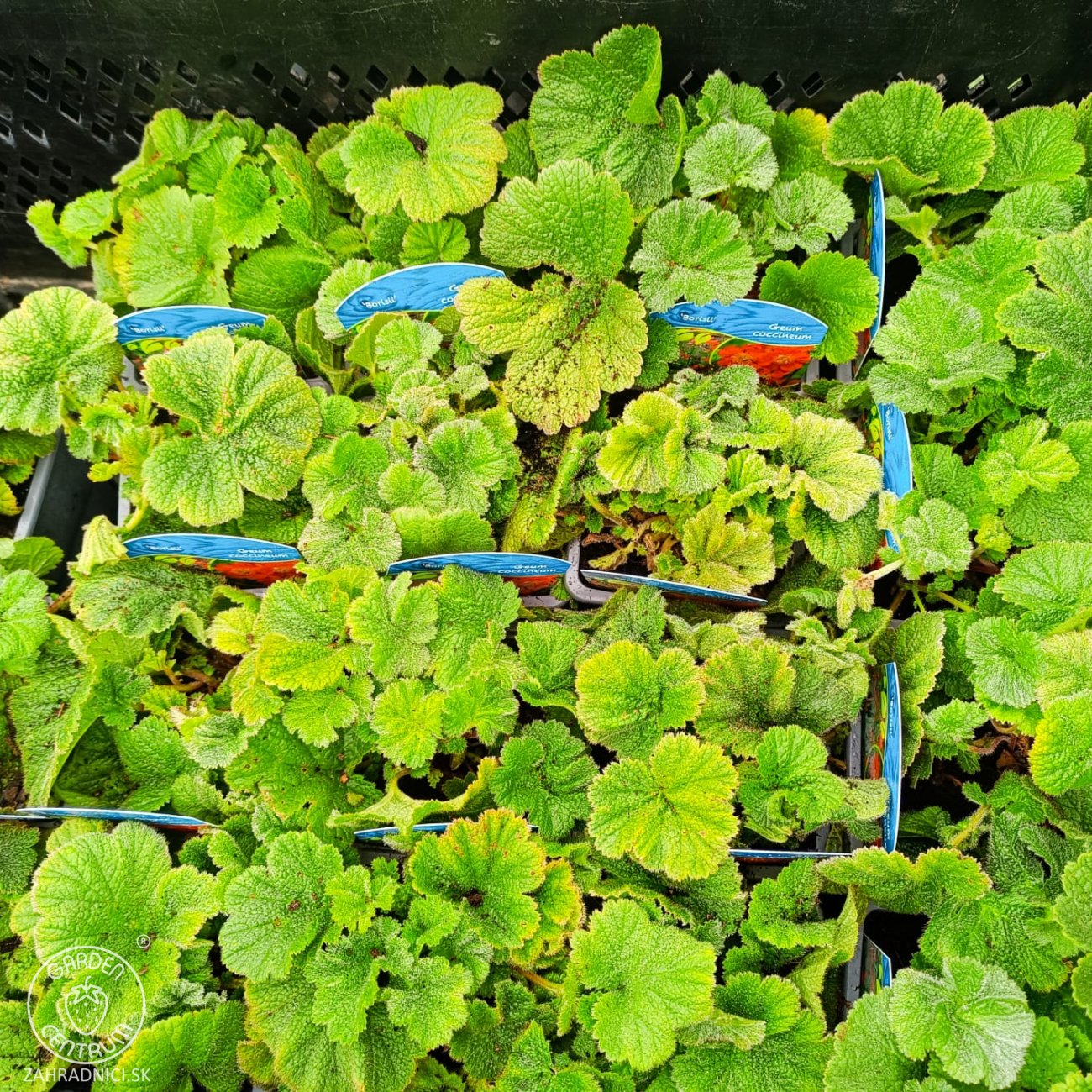 Obrázok Kuklík šarlátový (Geum coccineum) ´BORIS´ – kont. P9