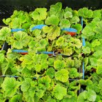Kuklík šarlátový (Geum coccineum) ´BORIS´ – kont. P9