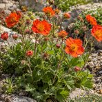 Kuklík šarlátový (Geum coccineum) ´BORIS´ – kont. P9