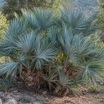 Palmička nízka (Chamaerops Humilis) 'CERIFERA' – výška 20-30 cm, kont. C2L