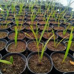 Palmička nízka (Chamaerops Humilis) 'CERIFERA' – výška 20-30 cm, kont. C2L
