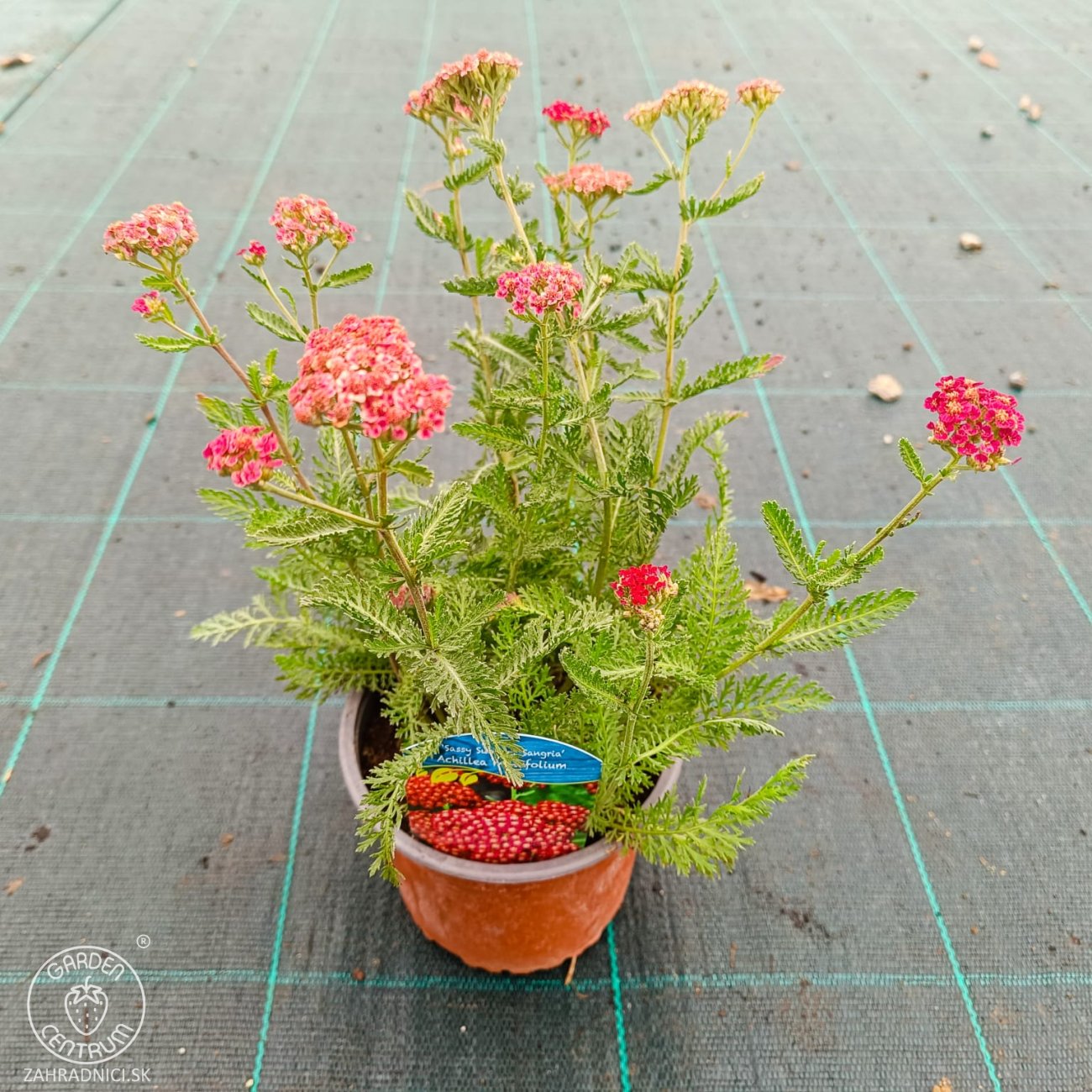 Obrázok Rebríček obyčajný (Achillea millefolium) 'SASSY SUMMER SANGRIA' – kont. C2L