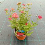 Rebríček obyčajný (Achillea millefolium) 'SASSY SUMMER SANGRIA' – kont. C2L