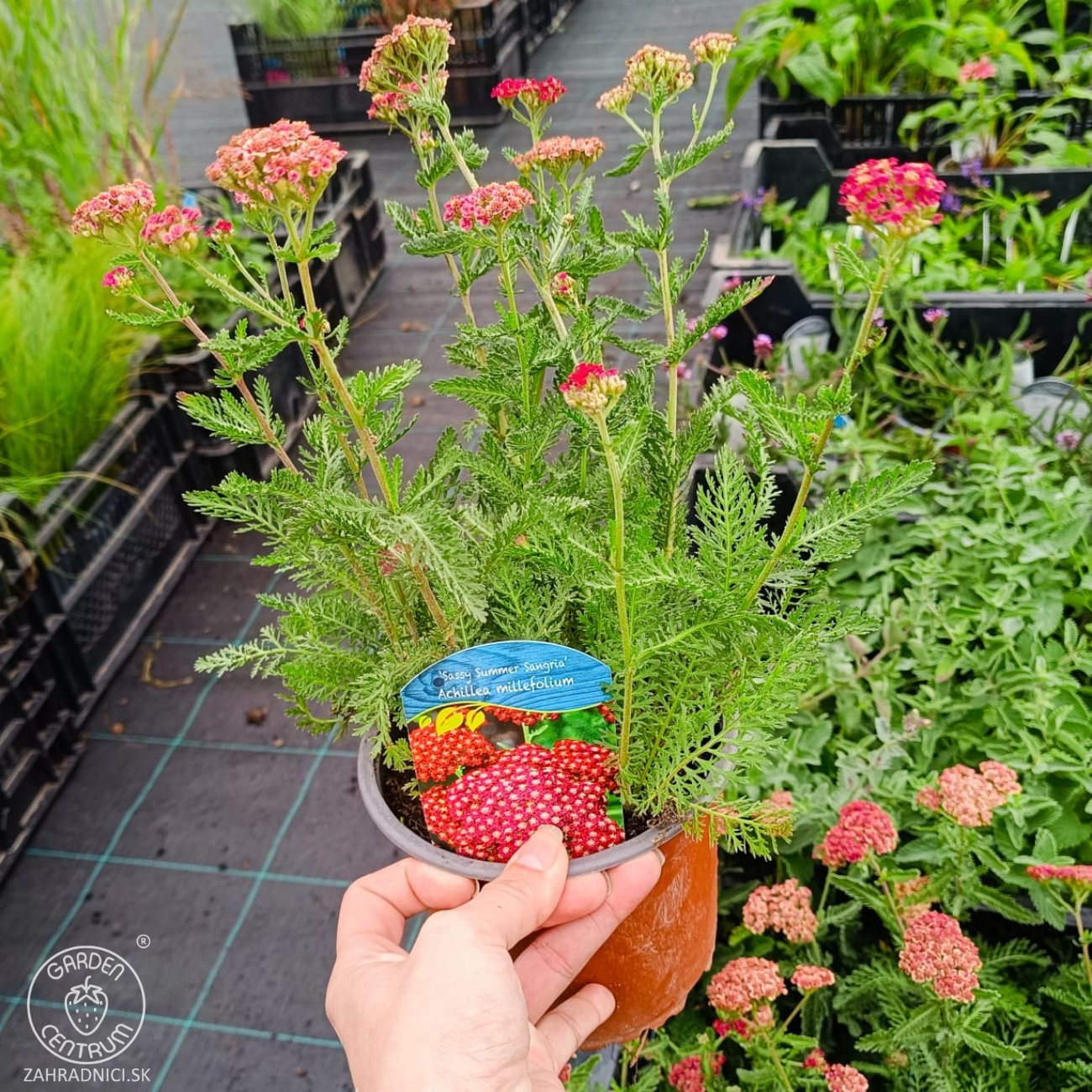 Obrázok Rebríček obyčajný (Achillea millefolium) 'SASSY SUMMER SANGRIA' – kont. C2L