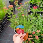 Rebríček obyčajný (Achillea millefolium) 'SASSY SUMMER SANGRIA' – kont. C2L