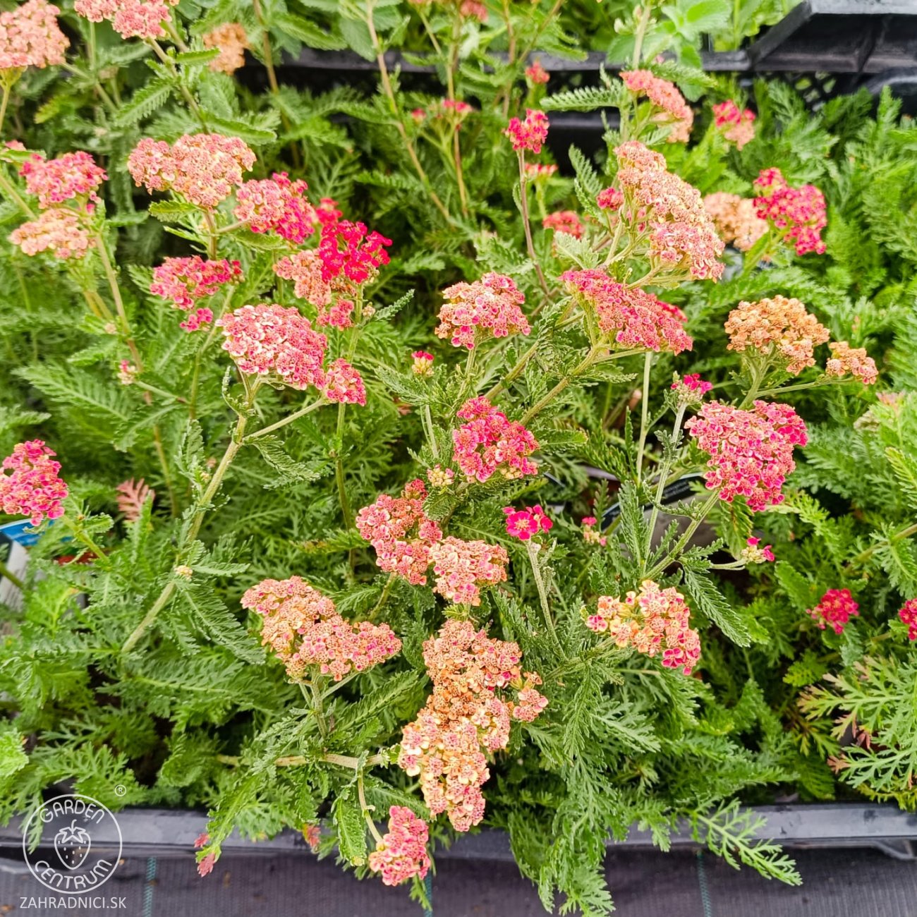 Obrázok Rebríček obyčajný (Achillea millefolium) 'SASSY SUMMER SANGRIA' – kont. C2L