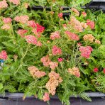Rebríček obyčajný (Achillea millefolium) 'SASSY SUMMER SANGRIA' – kont. C2L