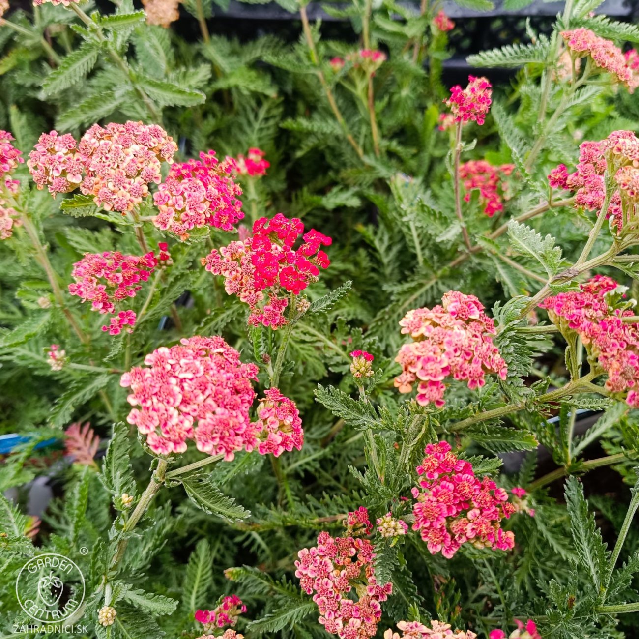 Obrázok Rebríček obyčajný (Achillea millefolium) 'SASSY SUMMER SANGRIA' – kont. C2L