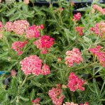 Rebríček obyčajný (Achillea millefolium) 'SASSY SUMMER SANGRIA' – kont. C2L