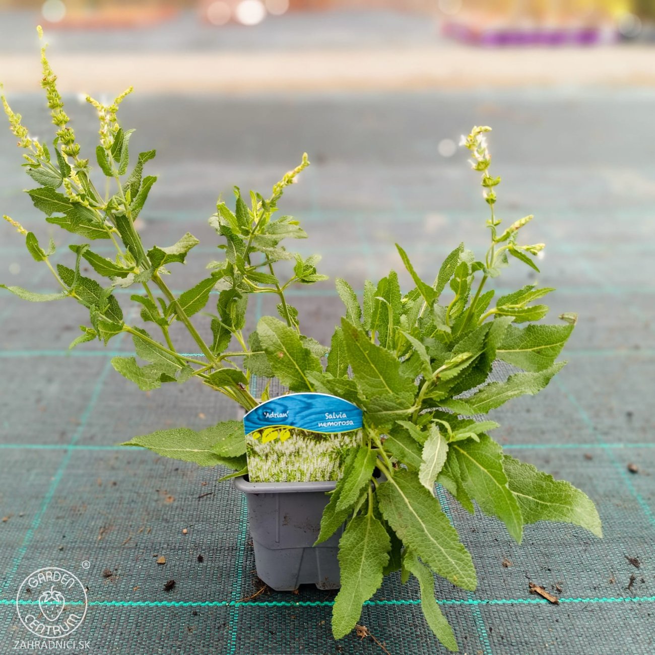 Obrázok Šalvia hájna (Salvia nemorosa) 'ADRIAN' – kont. P9