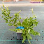 Šalvia hájna (Salvia nemorosa) 'ADRIAN' – kont. P9