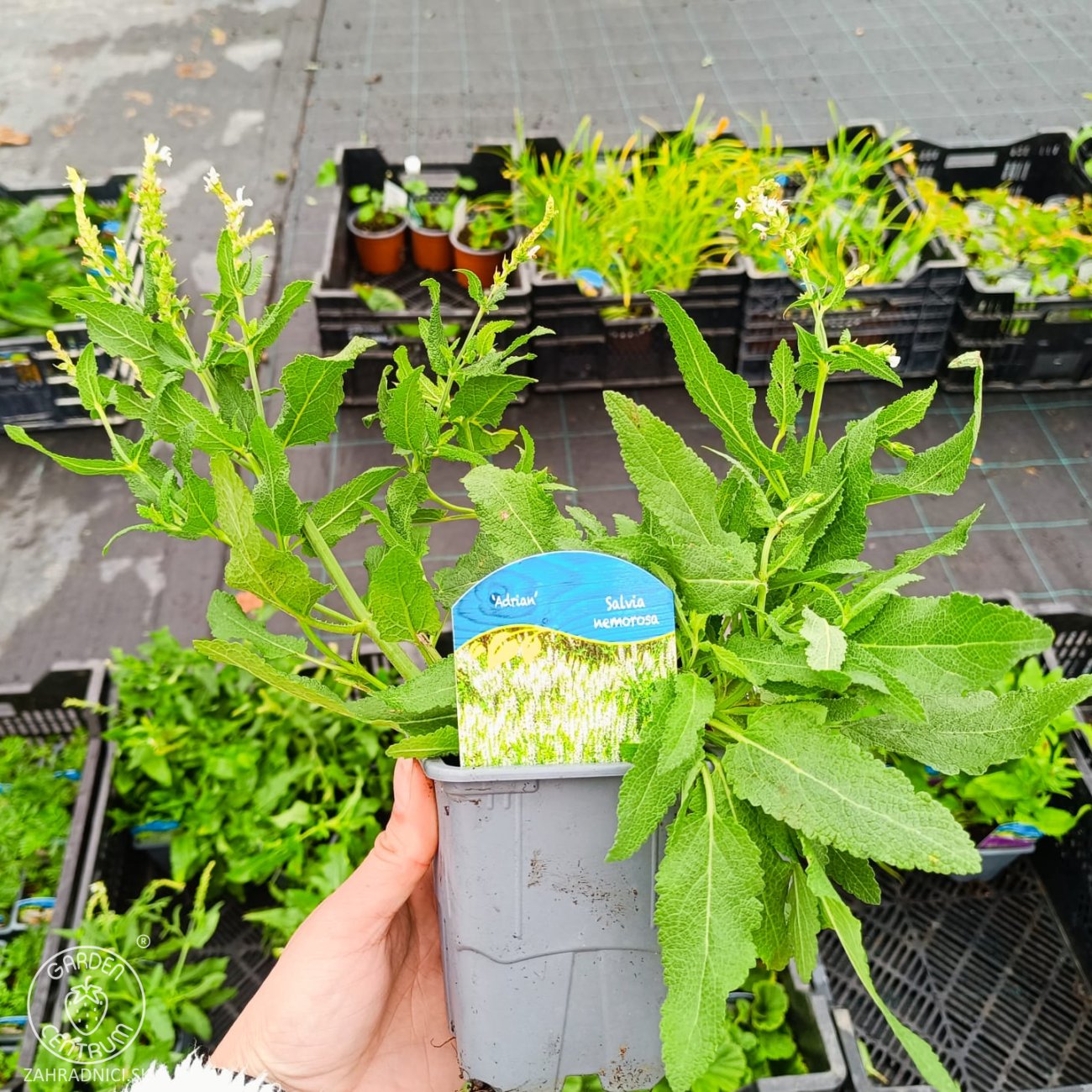 Obrázok Šalvia hájna (Salvia nemorosa) 'ADRIAN' – kont. P9