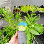 Šalvia hájna (Salvia nemorosa) 'ADRIAN' – kont. P9