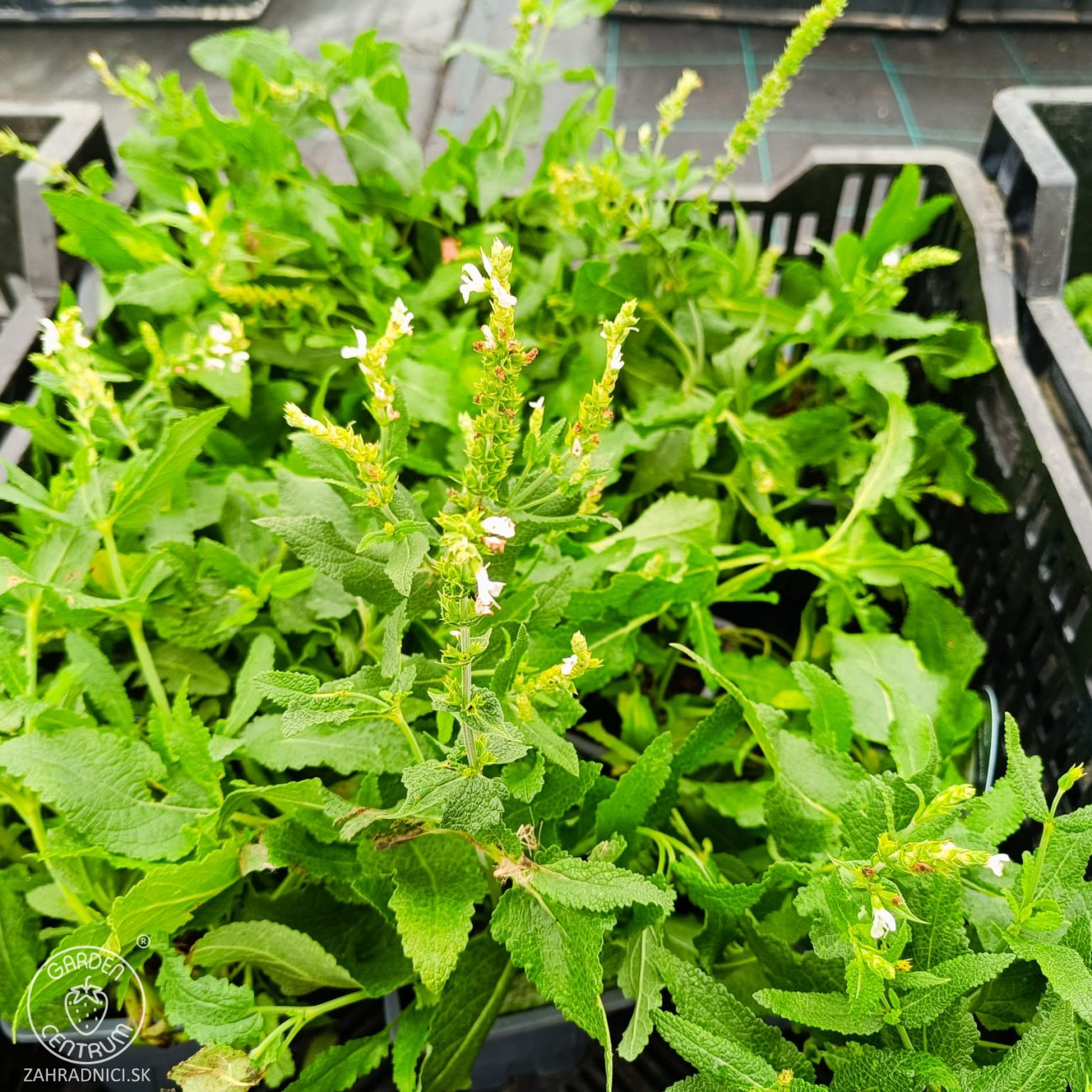 Obrázok Šalvia hájna (Salvia nemorosa) 'ADRIAN' – kont. P9