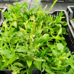 Šalvia hájna (Salvia nemorosa) 'ADRIAN' – kont. P9