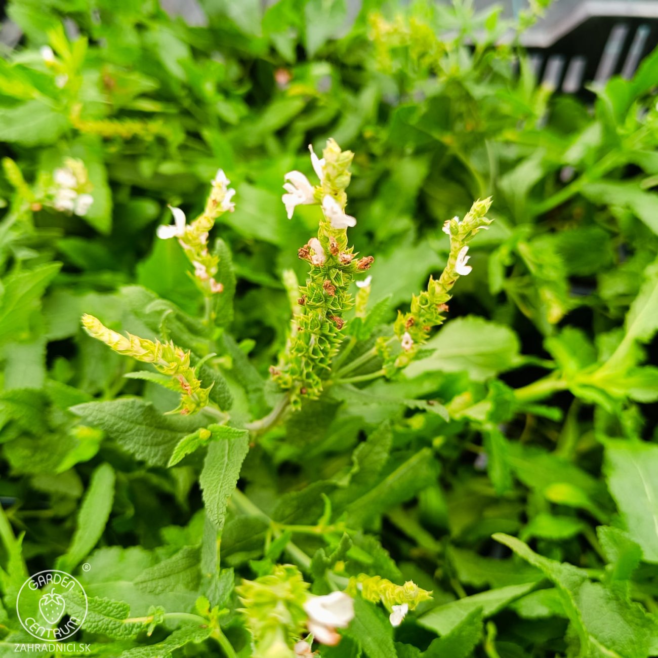 Obrázok Šalvia hájna (Salvia nemorosa) 'ADRIAN' – kont. P9