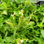 Šalvia hájna (Salvia nemorosa) 'ADRIAN' – kont. P9