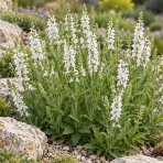 Šalvia hájna (Salvia nemorosa) 'ADRIAN' – kont. P9