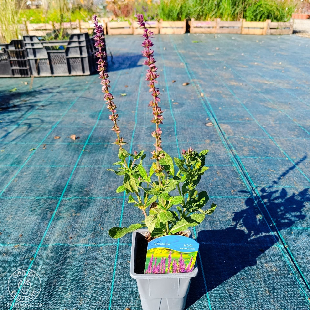 Obrázok Šalvia hájna (Salvia nemorosa) 'CARADONNA' – kont. P9