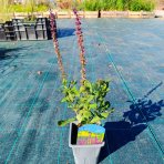Šalvia hájna (Salvia nemorosa) 'CARADONNA' – kont. P9