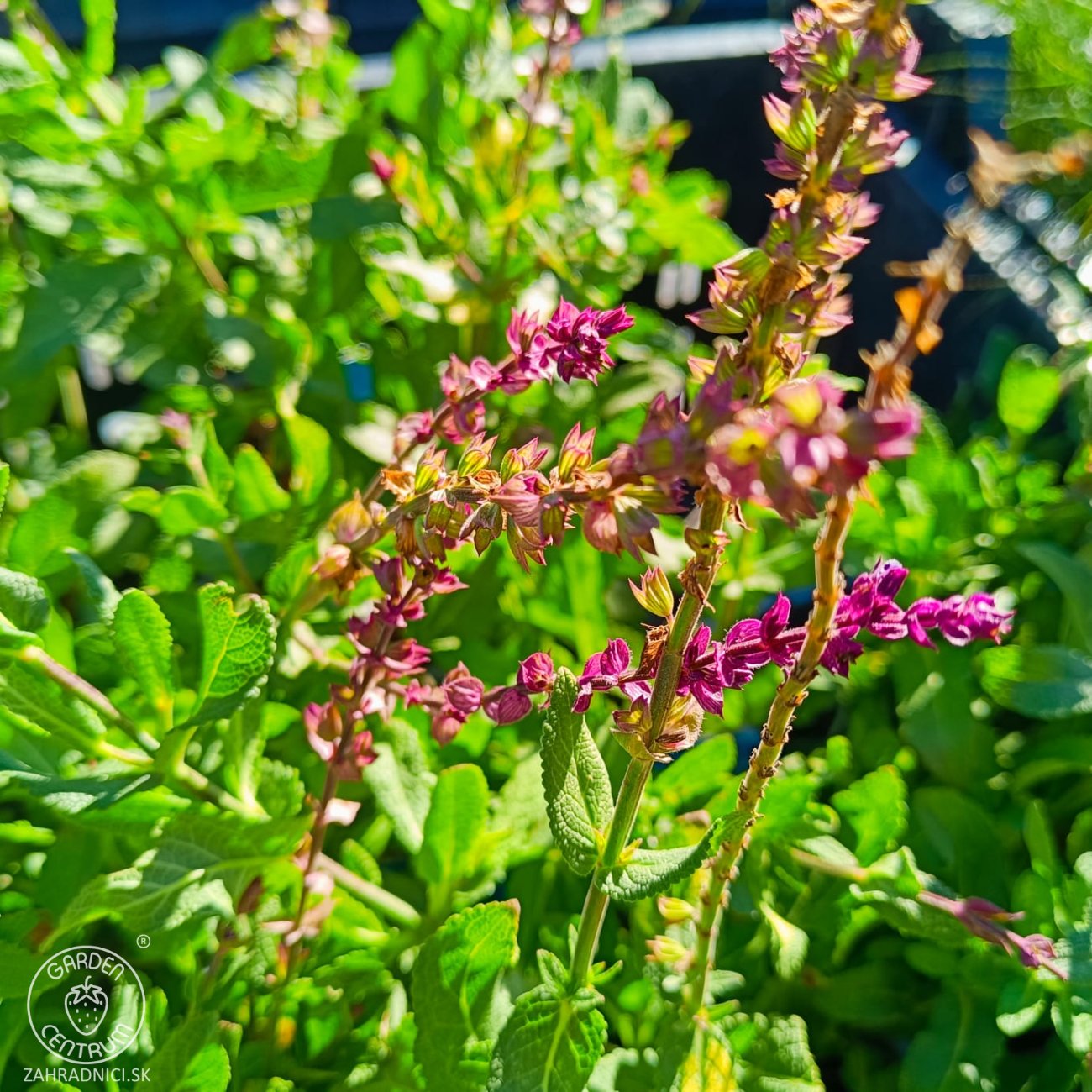 Obrázok Šalvia hájna (Salvia nemorosa) 'CARADONNA' – kont. P9