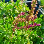 Šalvia hájna (Salvia nemorosa) 'CARADONNA' – kont. P9