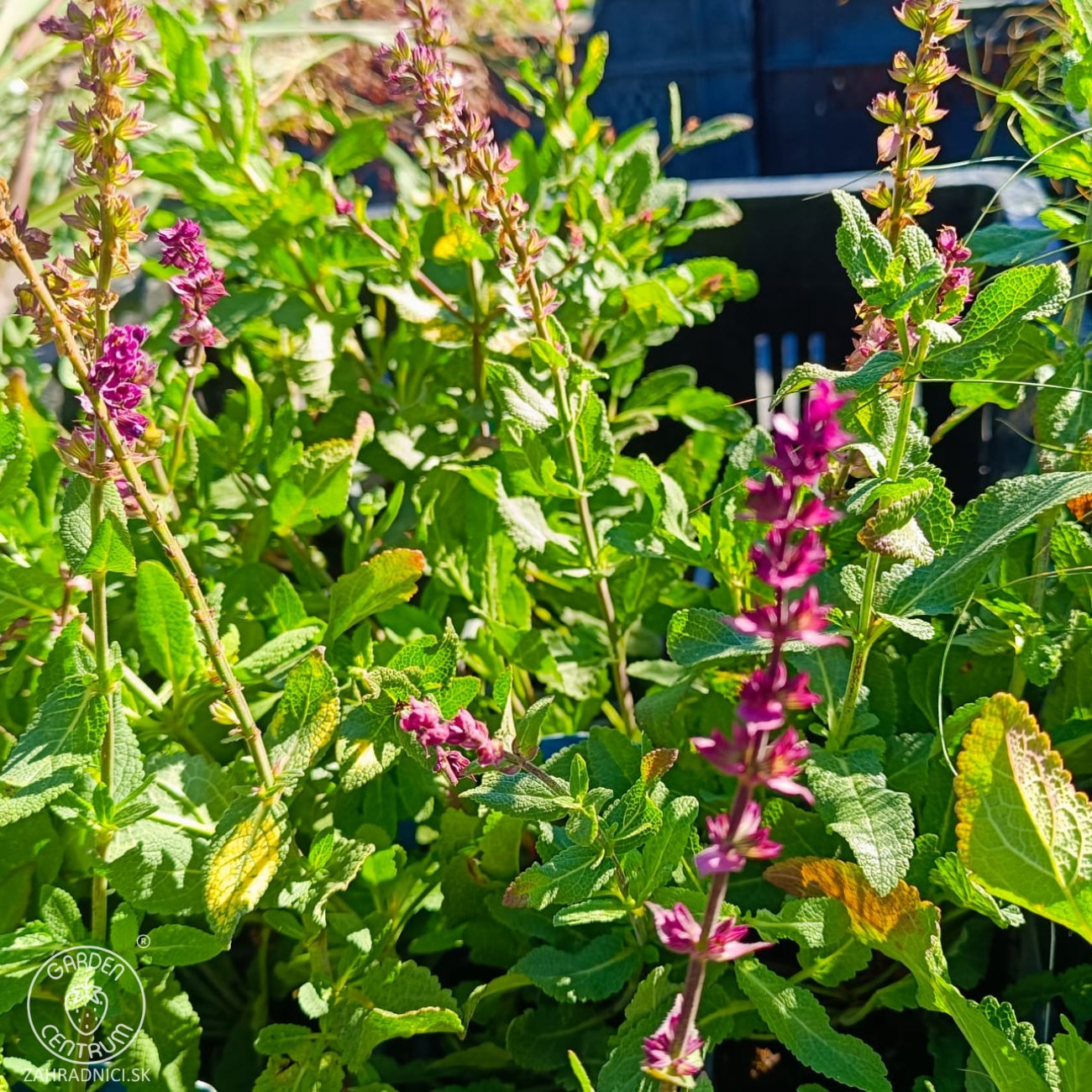 Obrázok Šalvia hájna (Salvia nemorosa) 'CARADONNA' – kont. P9