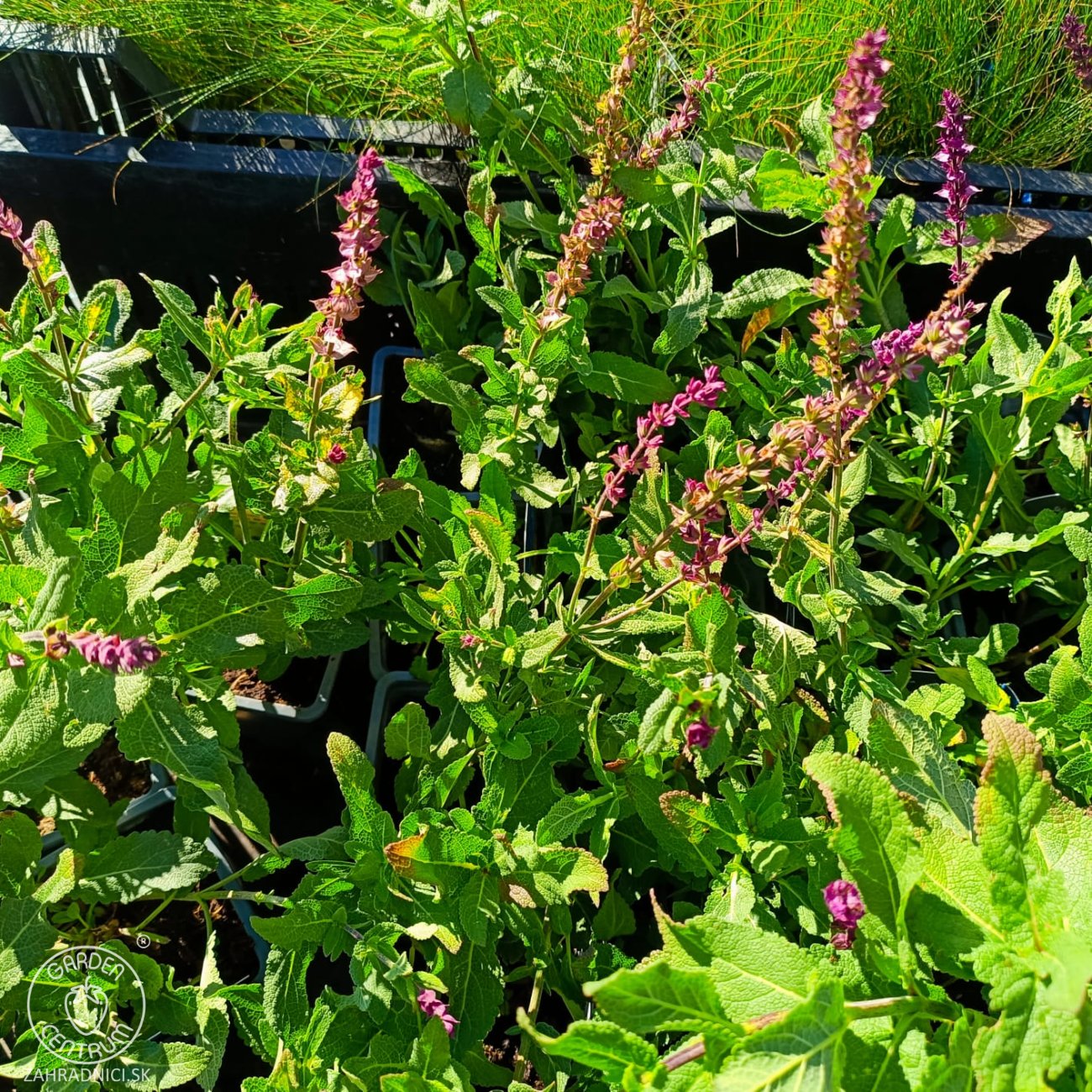Obrázok Šalvia hájna (Salvia nemorosa) 'CARADONNA' – kont. P9
