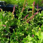 Šalvia hájna (Salvia nemorosa) 'CARADONNA' – kont. P9