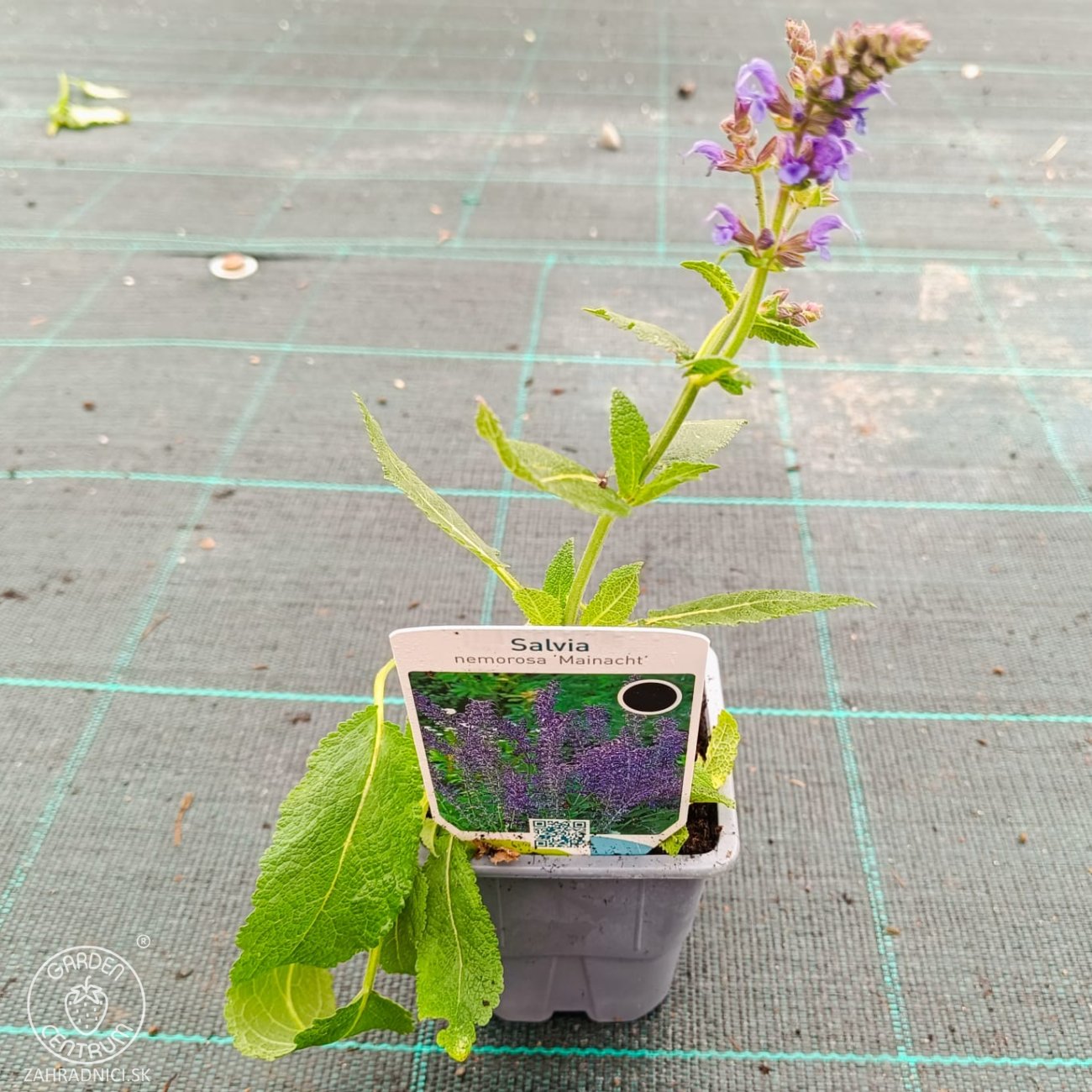 Obrázok Šalvia hájna (Salvia nemorosa) 'MAINACHT' – kont. P9